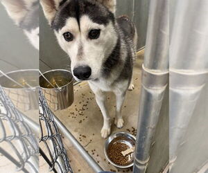 - Mix Dogs for adoption in La Porte, IN, USA