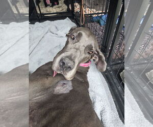 Great Dane Dogs for adoption in Palm Beach, FL, USA