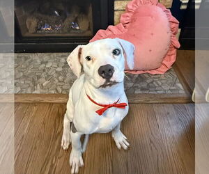 American Pit Bull Terrier-Great Dane Mix Dogs for adoption in St. Louis Park, MN, USA
