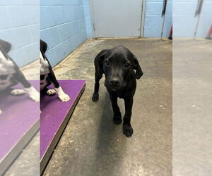 Labrador Retriever-Unknown Mix Dogs for adoption in Evansville, IN, USA