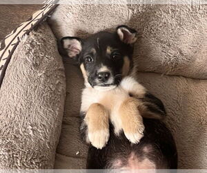 Border Collie-Unknown Mix Dogs for adoption in Crossville, AL, USA