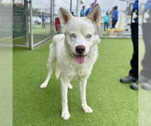 Siberian Husky-Unknown Mix Dogs for adoption in Camarillo, CA, USA
