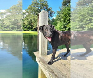 Mutt Dogs for adoption in Boston, MA, USA