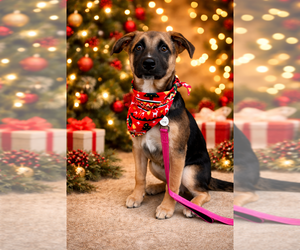 German Shepherd Dog-Unknown Mix Dogs for adoption in West Sacramento, CA, USA