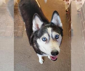 Siberian Husky Dogs for adoption in Pacolet, SC, USA