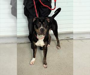 Staffordshire Bull Terrier Dogs for adoption in Louisville, KY, USA