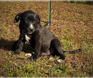 Borador Dogs for adoption in Attalka, AL, USA