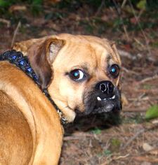 Pug Dogs for adoption in Louisville, KY, USA