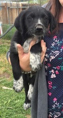 Australian Shepherd-German Wirehaired Pointer Mix Dogs for adoption in Alturas, CA, USA