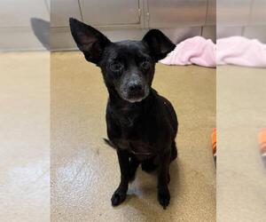 Chihuahua Dogs for adoption in Sacramento, CA, USA