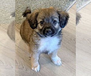 Chihuahua-Unknown Mix Dogs for adoption in Corona, CA, USA