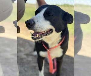 Border Collie-Unknown Mix Dogs for adoption in Coralville, IA, USA