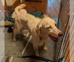 Colonial Cocker Spaniel-Unknown Mix Dogs for adoption in Holly Springs, NC, USA