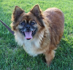 Pominese Dogs for adoption in Minneapolis, MN, USA