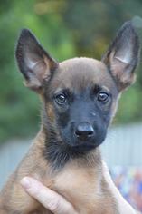 Chipin Dogs for adoption in Brighton, TN, USA