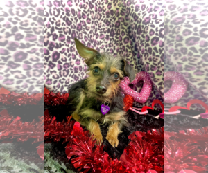 Dachshund-Unknown Mix Dogs for adoption in Pleasanton, TX, USA