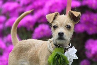 Border Terrier-Unknown Mix Dogs for adoption in Bell Gardens, CA, USA