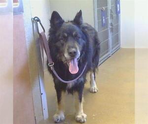 German Shepherd Dog-Unknown Mix Dogs for adoption in Sacramento, CA, USA