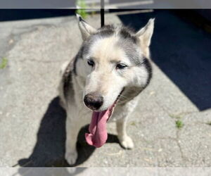 Siberian Husky Dogs for adoption in Redwood City, CA, USA