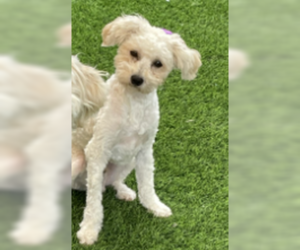 Goldendoodle (Miniature) Dogs for adoption in San Diego , CA, USA