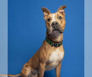 Mutt Dogs for adoption in Rowlett, TX, USA
