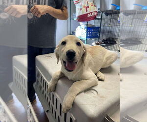 Labrenees Dogs for adoption in Bolivar, MO, USA