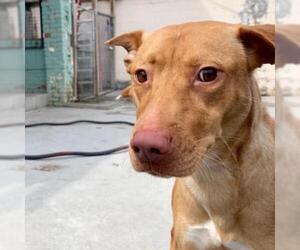 Pharaoh Hound Dogs for adoption in Roanoke, VA, USA