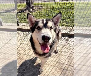 Siberian Husky Dogs for adoption in Lodi, CA, USA