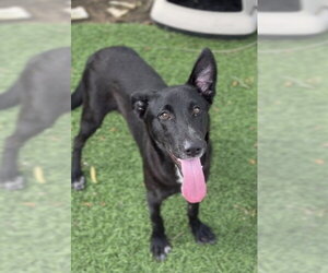Labrador Retriever Dogs for adoption in Sugar Land, TX, USA