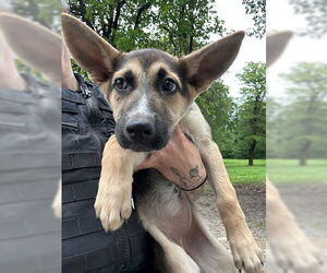 German Shepherd Dog-Unknown Mix Dogs for adoption in Oklahoma City, OK, USA