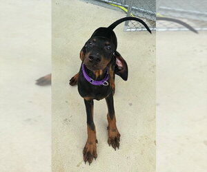 Doberman Pinscher-Unknown Mix Dogs for adoption in Waterford, VA, USA