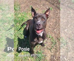 Bull Terrier-Staffordshire Bull Terrier Mix Dogs for adoption in San Antonio, TX, USA