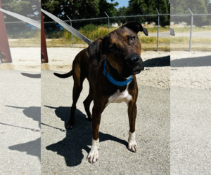 American Staffordshire Terrier-Catahoula Leopard Dog Mix Dogs for adoption in Pleasanton, TX, USA