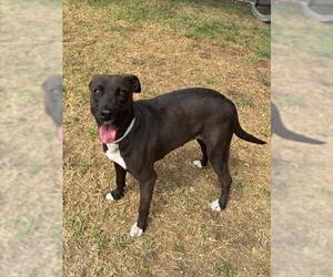 Labrador Retriever-Unknown Mix Dogs for adoption in Riverside, CA, USA