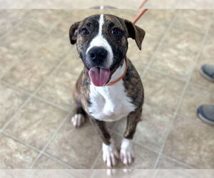 Boxer-Unknown Mix Dogs for adoption in Raleigh, NC, USA