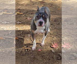 American Staffordshire Terrier Dogs for adoption in Thomasville, NC, USA