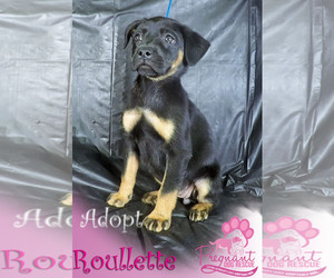 Shepradors Dogs for adoption in Griffin, GA, USA