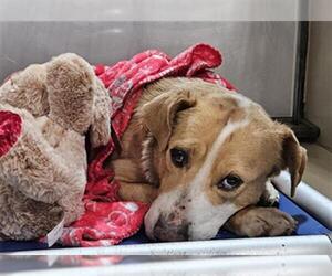 Labrador Retriever-Unknown Mix Dogs for adoption in Bakersfield, CA, USA