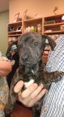 Medium Photo #1 Dachshund-Labrador Retriever Mix Puppy For Sale in Arlington, WA, USA