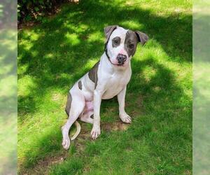 American Staffordshire Terrier-Unknown Mix Dogs for adoption in Akron, OH, USA