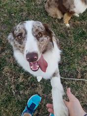 Australian Shepherd Dogs for adoption in Kansas City, MO, USA