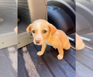 Labrador Retriever-Unknown Mix Dogs for adoption in New York, NY, USA