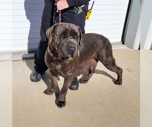 Bullmastiff-Unknown Mix Dogs for adoption in Louisville, KY, USA
