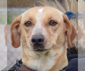 Doxle Dogs for adoption in Huntley, IL, USA