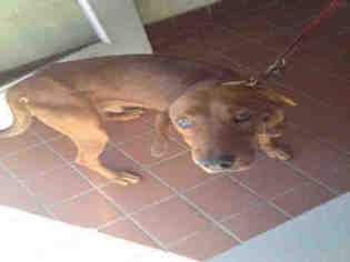 Medium Photo #1 Redbone Coonhound Puppy For Sale in Waynesville, NC, USA