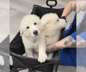 Great Pyrenees Dogs for adoption in Dallas, TX, USA