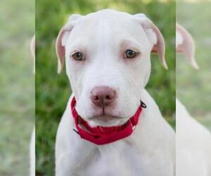 Bulldog-Unknown Mix Dogs for adoption in Miami, FL, USA