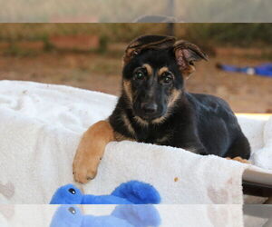 German Shepherd Dog Dogs for adoption in San Diego, CA, USA