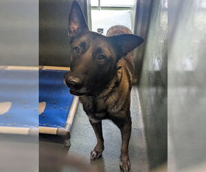 Mutt Dogs for adoption in Downey, CA, USA