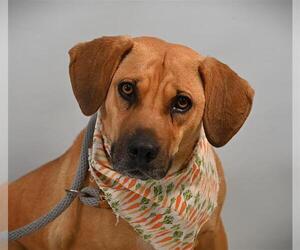 Beagle-Cardigan Welsh Corgi Mix Dogs for adoption in Fort Collins, CO, USA